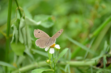 the small beautiful brown butterfly hold on white flower with plant.