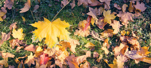 Yellow autumn maple leaf isolated on a color background.