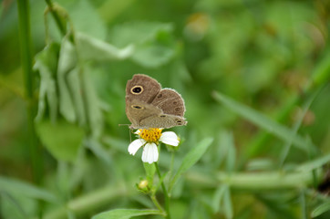the small beautiful brown butterfly hold on white flower with plant.