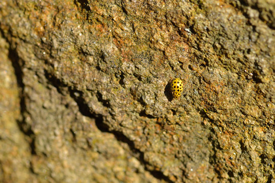  Zweiundzwanzigpunkt-Marienkäfer oder Pilz-Marienkäfer (Psyllobora vigintiduopunctata)