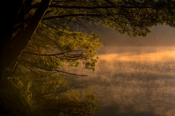 Early in the morning at sunrise with fog above the quiet lake and pine trees with leafy branches bending towards the surface of the misty river in a magical atmosphere.