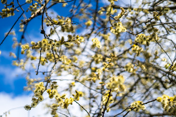 Fuzzy yellow blossoms on a branch in the sunshine in Spring