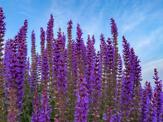 Wild purple salvia sage flowers with blue sky background