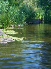 Beautiful lake with scenic grass, trees and forest on a bright Sunny summer day 