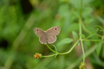 the small beautiful brown butterfly hold on white flower with plant.