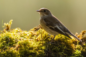 A female european pied flycatcher (Ficedula hypoleuca)
