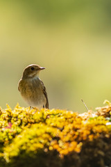 Fototapeta premium A female european pied flycatcher (Ficedula hypoleuca)