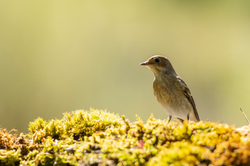 A female european pied flycatcher (Ficedula hypoleuca)