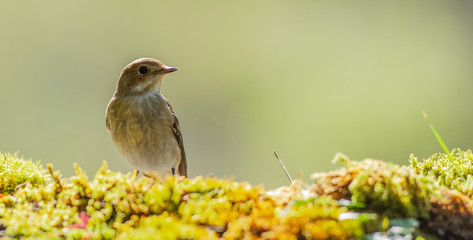 A female european pied flycatcher (Ficedula hypoleuca)