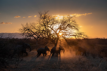 elephant with a sunset