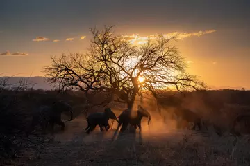 Tuinposter olifant met een zonsondergang © Rassie
