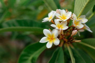 Fototapeta na wymiar White and yellow plumeria flowers on a tree