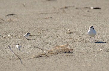 Italy Tuscany Maremma, on the beach towards Mouth of Ombrone, Calidris alba three-toed sandpiper, chick close-up view