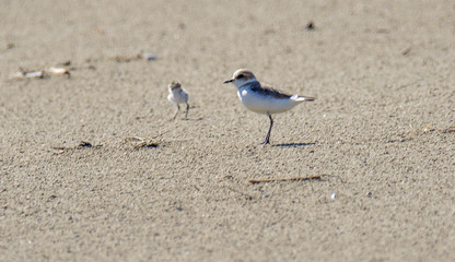 Italy Tuscany Maremma, on the beach towards Mouth of Ombrone, Calidris alba three-toed sandpiper, chick close-up view