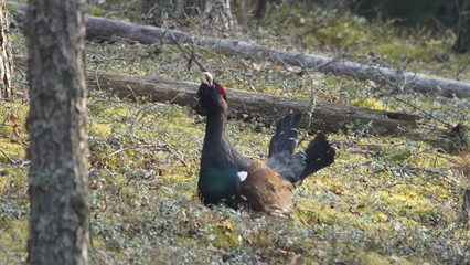 Western capercaillie (Tetrao urogallus), also known as the wood grouse, heather cock, or just capercaillie in pine forest, North of Belarus