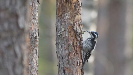 Eurasian three-toed woodpecker (Picoides tridactylus) female bird sitting on the pine, North of Belarus