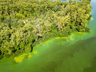 Aerial drone view of the Dnieper river. Green texture from blooming algae in the river.