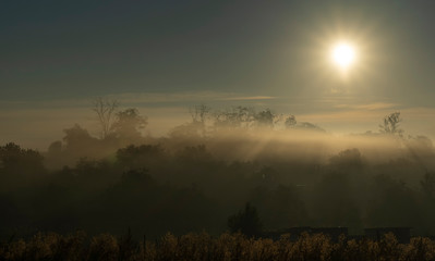 Fototapeta premium Foggy morning in a forest