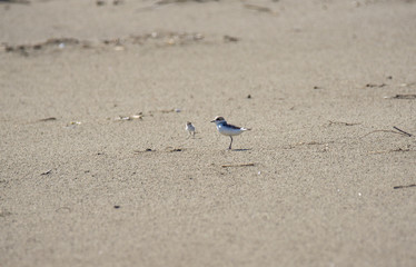 beach, grosseto, panoramic, tuscany, maremma, summer, background, sea, sky, italy, nature, scenic, photo, marina, pescaia, castiglione, clouds, beautiful, view, blue, idyllic, people, water, landscape