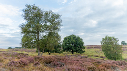 Fototapeta premium trees in fields and hills of purple heather