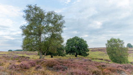 trees in fields and hills of purple heather