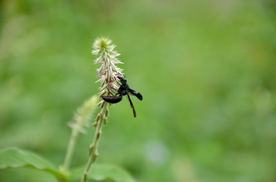 the black bee insect hold on grass plant in the forest.