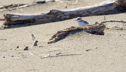 Italy Tuscany Maremma, on the beach towards Mouth of Ombrone, Calidris alba three-toed sandpiper, chick close-up view