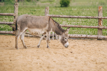 Gray donkey goes and looks for something in the sand.