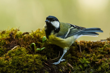 Obraz premium A great tit (Parus major) perched on a moss floor