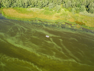 Aerial drone view. Boat on the green texture of blooming algae in the river.