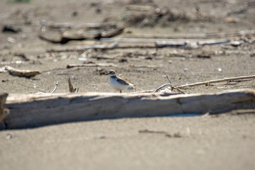 Italy Tuscany Maremma, on the beach towards Mouth of Ombrone, Calidris alba three-toed sandpiper, chick close-up view