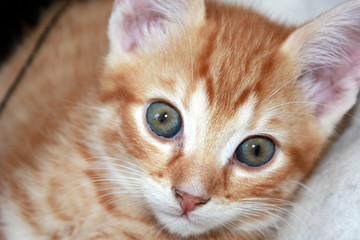 Kitten looks curiously at the photographer