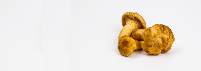 Three forest mushrooms in a bunch of white.