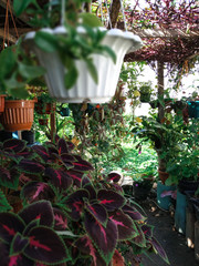 flowers in the garden