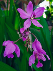 purple orchid flower in the garden