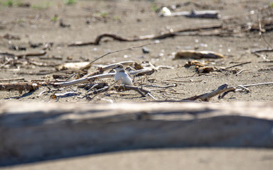 Italy Tuscany Maremma, on the beach towards Mouth of Ombrone, Calidris alba three-toed sandpiper, chick close-up view