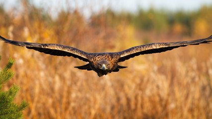 Magnificent golden eagle, aquila chrysaetos, flying over the field in autumn. Proud brown feathered...