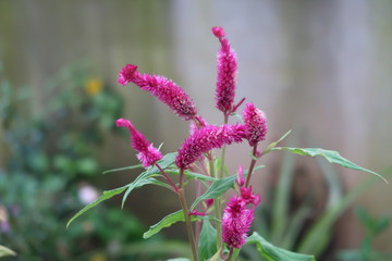 purple flower in the garden