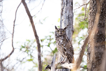 spotted eagle owl in daylight