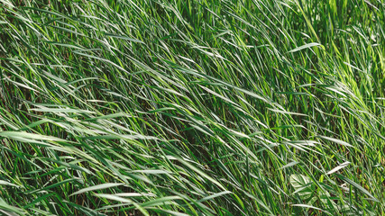 summer grass blown by the wind in the field.