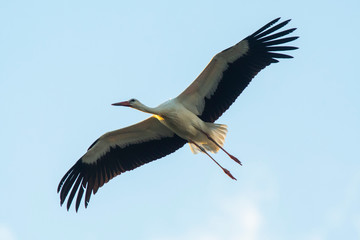 A white stork (Ciconia ciconia) flock during its migration