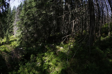 Old forest in Tatra Mountains