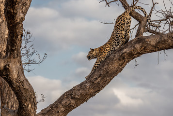 Fototapeta na wymiar leopard in tree stretching