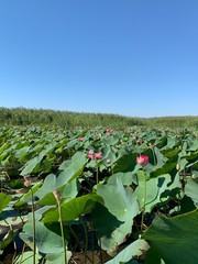 Lotus flower over the water surface