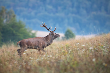 Majestic red deer, cervus elaphus, walking on meadow in autumn mist. Impressive stag moving on field blurred background. Wild animal observing on fall nature.