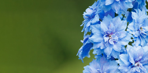 Blue inflorescences delphinium on a green background.