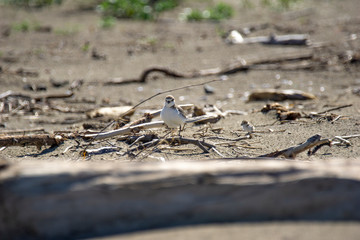 Italy Tuscany Maremma, on the beach towards Mouth of Ombrone, Calidris alba three-toed sandpiper, chick close-up view