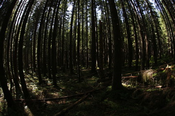 Old forest in Tatra Mountains
