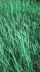 summer grass blown by the wind in the field.