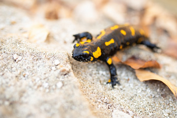 Fire salamander, salamandra salamandra, sitting on sand in autumn nature. Poisonous reptile with yellow spots from front. Wild toxic patterned animal looking on waterside.